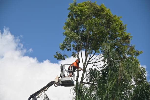 Best Tree Maintenance Programs  in Edina, MN