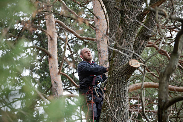 Best Emergency Tree Removal  in Edina, MN